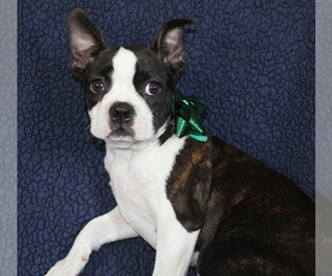 Boston Terrier Puppy for sale in BROOKSVILLE, FL, USA