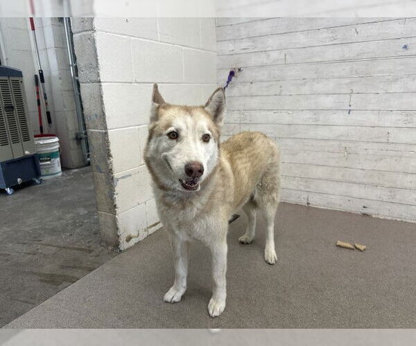 Medium Photo #1 Siberian Husky Puppy For Sale in San Bernardino, CA, USA