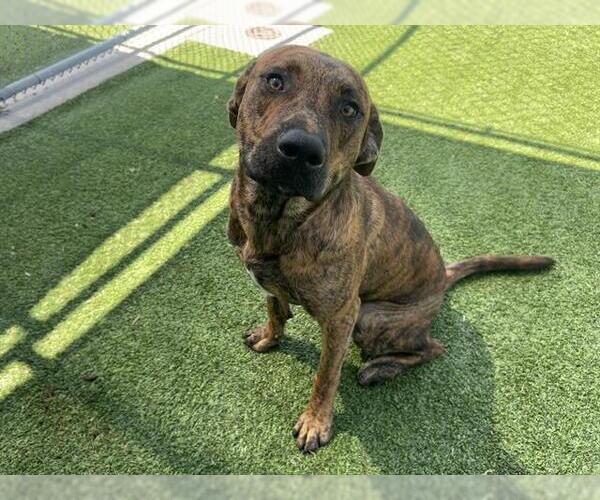 Medium Photo #2 Plott Hound-Unknown Mix Puppy For Sale in Grand Prairie, TX, USA
