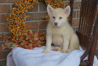 Pomsky Puppy for sale in FREDERICKSBG, OH, USA