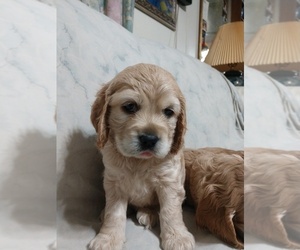 Cocker Spaniel Puppy for sale in WEST CHESTER, OH, USA