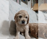 Small Photo #1 Cocker Spaniel Puppy For Sale in WEST CHESTER, OH, USA