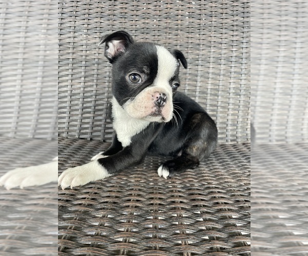 Medium Photo #1 Boston Terrier Puppy For Sale in CHARLOTTESVILLE, VA, USA