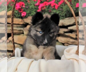 Siberian Husky Puppy for sale in SPRING GROVE, PA, USA