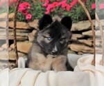 Small Photo #1 Siberian Husky Puppy For Sale in SPRING GROVE, PA, USA