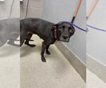Small American Pit Bull Terrier Mix