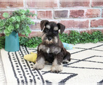 Small #6 Schnauzer (Miniature)