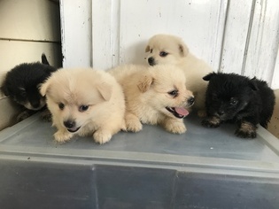 Pom-A-Poo Puppy for sale in CHARITON, IA, USA