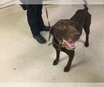 Small Labrador Retriever