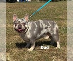 Small Photo #1 French Bulldog Puppy For Sale in SHELBYVILLE, IN, USA