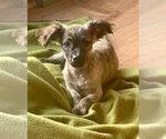Small Photo #3 Chihuahua-Unknown Mix Puppy For Sale in Genesee, WI, USA