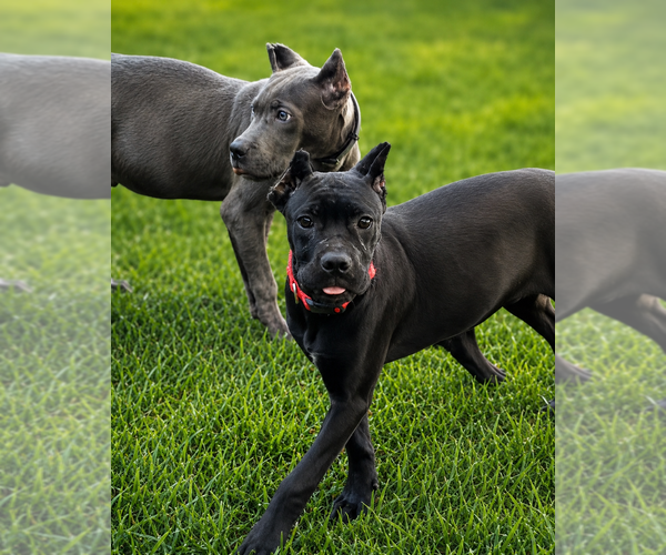 Medium Photo #36 Cane Corso Puppy For Sale in ANDERSON, IN, USA