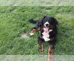 Small Photo #1 Bernedoodle Puppy For Sale in FLORA, IL, USA