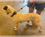 Small #2 Border Collie-Pointer Mix
