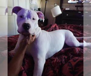 Dogo Argentino-Unknown Mix Dogs for adoption in San Antonio, TX, USA