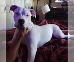 Small Dogo Argentino Mix
