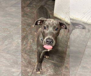 Medium American Pit Bull Terrier Mix