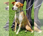 Small #7 Boxer-Rhodesian Ridgeback Mix