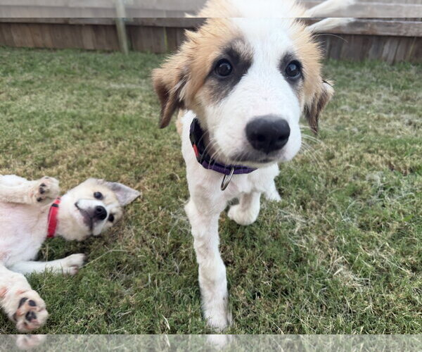 Medium Photo #6 Great Pyrenees-Unknown Mix Puppy For Sale in Dallas, TX, USA