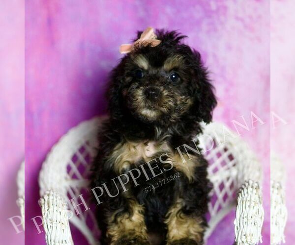 Medium Photo #5 Poodle (Toy) Puppy For Sale in WARSAW, IN, USA