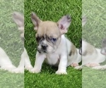 Small Photo #10 French Bulldog Puppy For Sale in PORTOLA VALLEY, CA, USA