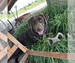 Small Photo #1 Labrador Retriever Puppy For Sale in FLETCHER, OK, USA