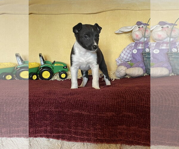 Medium Photo #2 Mutt Puppy For Sale in HOPKINSVILLE/PRINCETON, KY, NH, USA