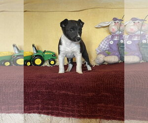 Chandra - Female Mutt Dog for Adoption - Photo #2
