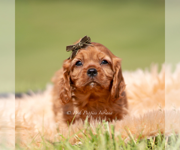 Medium Photo #1 Cavalier King Charles Spaniel Puppy For Sale in WARSAW, IN, USA