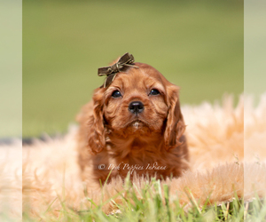 Medium Cavalier King Charles Spaniel