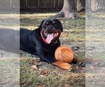 Small #1 Rottweiler