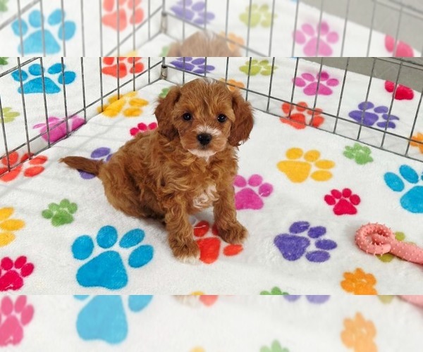 Medium Photo #8 Cavapoo (Miniature)-Poodle (Toy) Mix Puppy For Sale in ORO VALLEY, AZ, USA