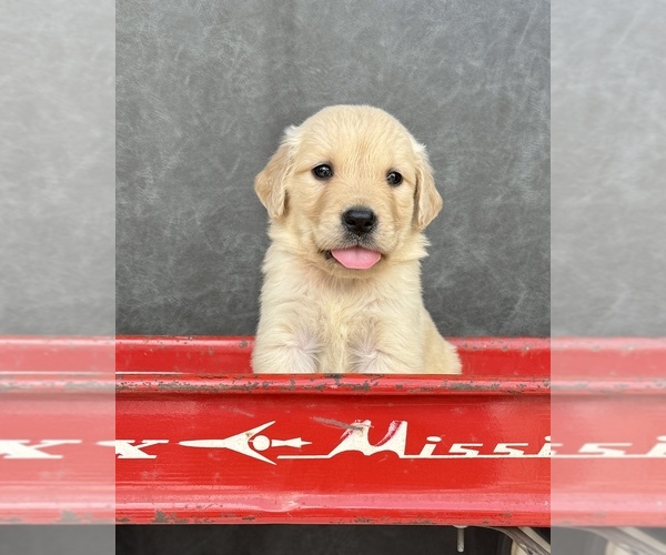 Medium Photo #11 Golden Retriever Puppy For Sale in OCALA, FL, USA