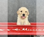 Small #10 Golden Retriever