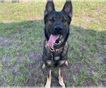 Small #1 German Shepherd Dog Mix