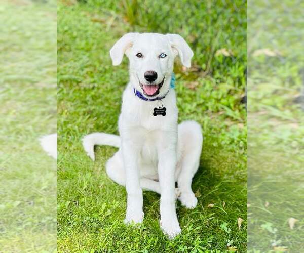 Medium Photo #3 Labrenees Puppy For Sale in Rockaway, NJ, USA