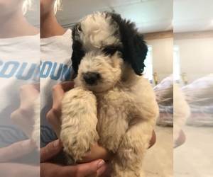 Labradoodle Puppy for sale in HARRODSBURG, KY, USA