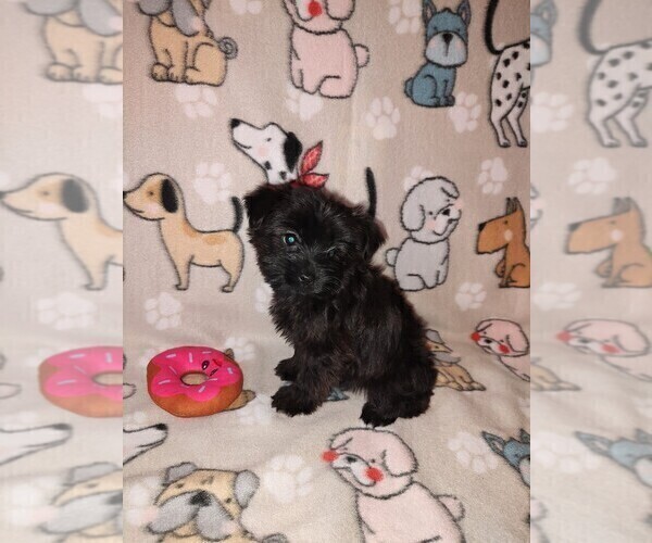 Medium Photo #7 YorkiePoo Puppy For Sale in LAPEER, MI, USA