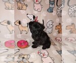 Small Photo #7 YorkiePoo Puppy For Sale in LAPEER, MI, USA