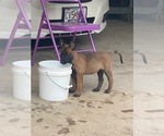 Litter of 4 - Female Belgian MalinoisLitter of Puppies for Sale - Photo #2