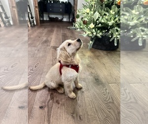 Golden Retriever Puppy for sale in HOPKINTON, NH, USA