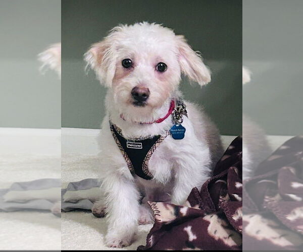 Medium Photo #3 Maltese-Unknown Mix Puppy For Sale in Mundelein, IL, USA