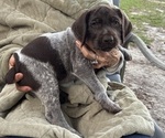 Puppy Snowman German Shorthaired Pointer-German Wirehaired Pointer Mix
