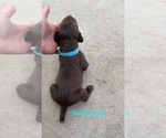 Small Photo #11 German Shorthaired Pointer Puppy For Sale in CORONA, CA, USA