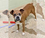 Small #7 Boxer