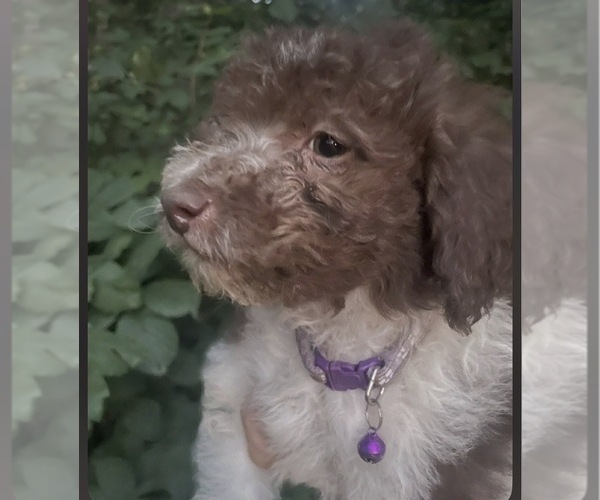 Medium Photo #1 Maltipoo (Miniature) Puppy For Sale in VENETA, OR, USA