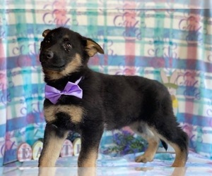 German Shepherd Dog Puppy for sale in LANCASTER, PA, USA
