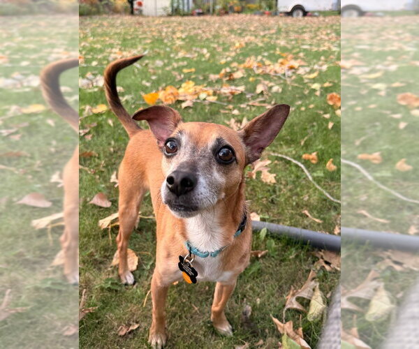 Medium Photo #2 Chihuahua-Unknown Mix Puppy For Sale in Andover, MN, USA