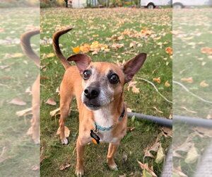 Romeo Jack - Male Chihuahua-Unknown Mix Dog for Adoption - Photo #2