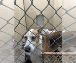 Small Black Mouth Cur Mix